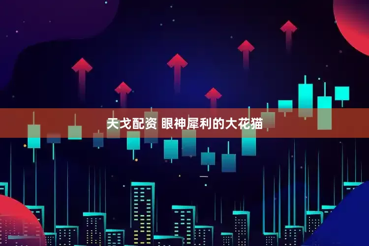 天戈配资 眼神犀利的大花猫